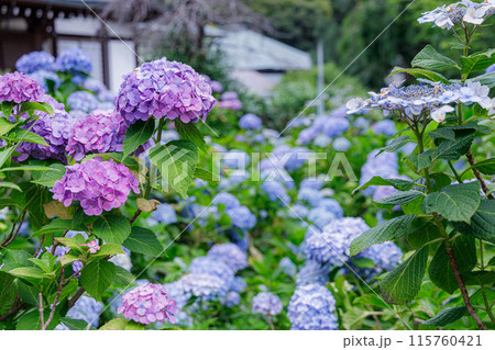 梅雨の晴れ間に咲く本土寺の紫陽花　　 115760421