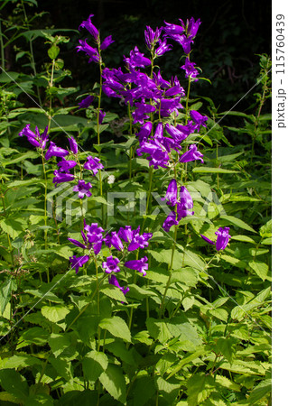 カンパニュラ カンパニュラ 115760439