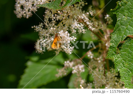 カラフトセセリ 115760490