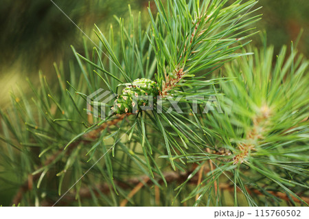 Coniferous trees in spring. Close up of cones and young shoots on the pine branches. Young buds with cones on spruce. Green long needles on a branch with cones. Coniferous trees in spring. Close up of cones and young shoots on the pine branches. Young buds with cones on spruce. Green long needles on a branch with cones. 115760502