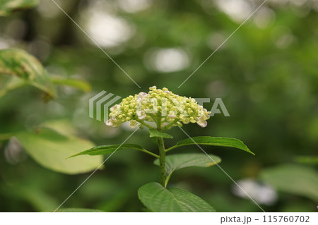 白い紫陽花 115760702