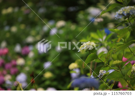 たくさんの紫陽花 たくさんの紫陽花 115760703