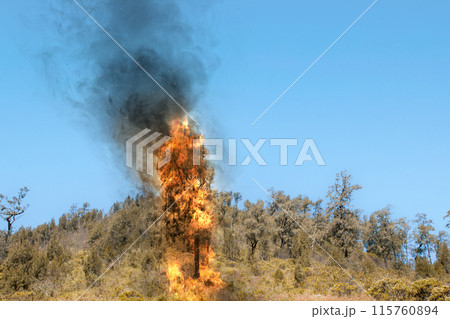 A fire is burning in the woods, with smoke and ash rising into the air 115760894