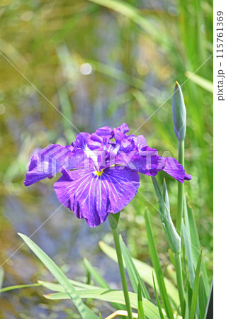 花菖蒲の花 花菖蒲の花 115761369