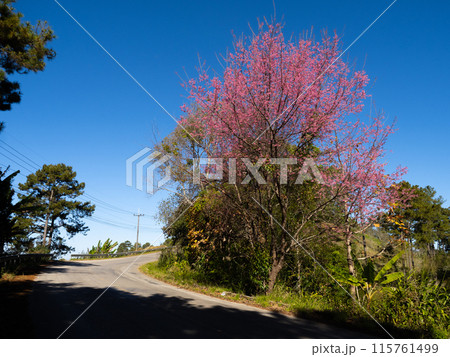 Pink Cherry blossom and empty road with clear blue sky 115761499