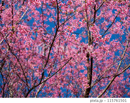 Pink Cherry blossom and empty road with clear blue sky background 115761501