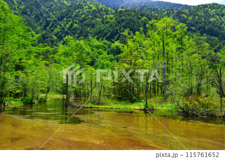 春 上高地 田代池 春 上高地 田代池 115761652