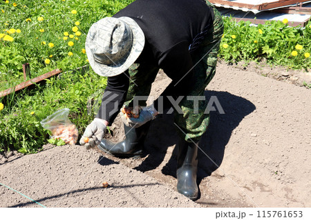 A farmer bending over is going to plant onions in a garden bed A farmer bending over is going to plant onions in a garden bed 115761653