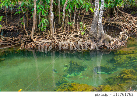 Roots of mangrove trees in the water. Horizontal. 115761762