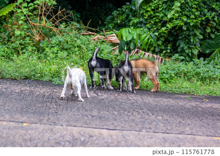 The puppies sniff something in the grass. Horizontal. 115761778