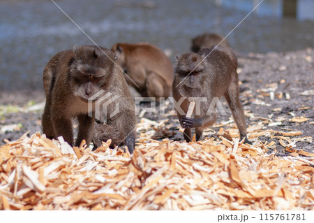 Group of macaque monkeys eat crust of bread from large pile on the ground. Selective focus, blurred background. Front view. Horizontal. Group of macaque monkeys eat crust of bread from large pile on the ground. Selective focus, blurred background. Front view. Horizontal. 115761781