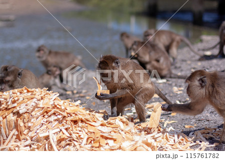 Group of macaque monkeys eat crust of bread from large pile on the ground. Selective focus, blurred background. Side view. Horizontal. Group of macaque monkeys eat crust of bread from large pile on the ground. Selective focus, blurred background. Side view. Horizontal. 115761782