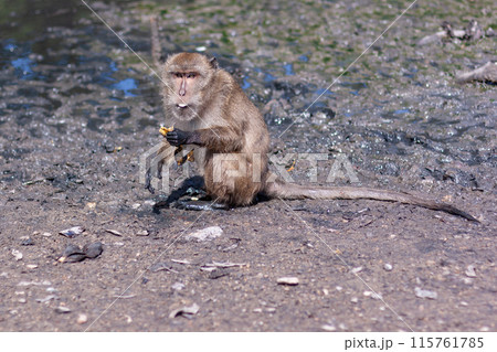Macaque monkey sits in the mud and eats banana. Selective focus, blurred background. Side view. Horizontal. 115761785