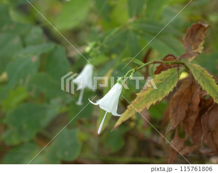 モイワシャジン1 115761806