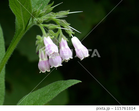 ヒレハリソウ 115761814