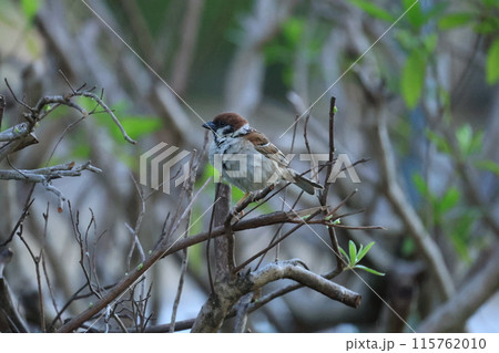 木の枝にとまる1匹のスズメ 115762010