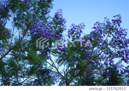 木に咲く紫色のキリモドキの花 木に咲く紫色のキリモドキの花 115762013