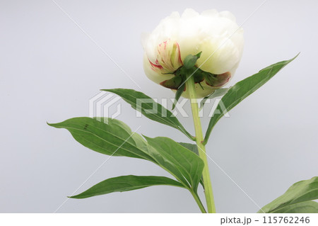 白背景の開花した白いシャクヤクの切り花 115762246