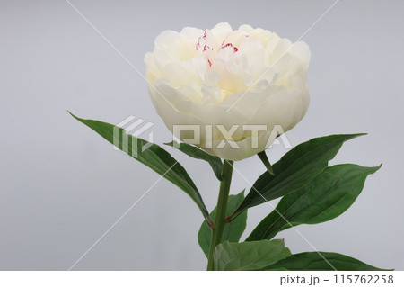 白背景の開花した白いシャクヤクの切り花 白背景の開花した白いシャクヤクの切り花 115762258