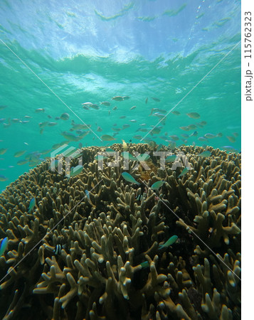 サンゴと熱帯魚、沖縄の水中世界 115762323