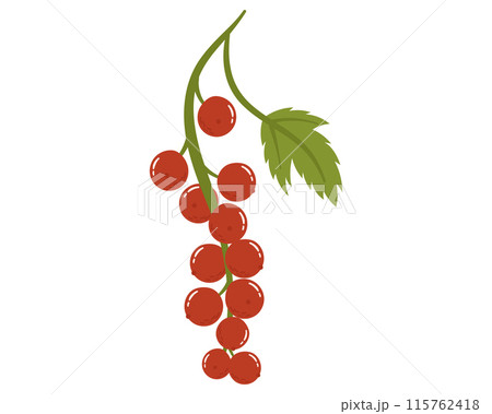 Fruit red currant in cartoon hand drawn simple style. Editable variable color. 115762418