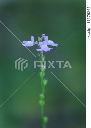 春の野に咲く小さなマツバウンランの花 115762454