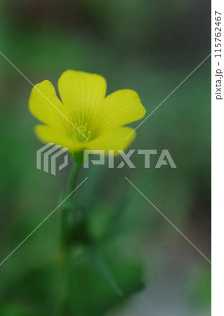 メルヘンチックなカタバミの花 115762467