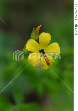 黄色いカタバミの花の蜜を吸うフデヒメヒラタアブ 黄色いカタバミの花の蜜を吸うフデヒメヒラタアブ 115762474