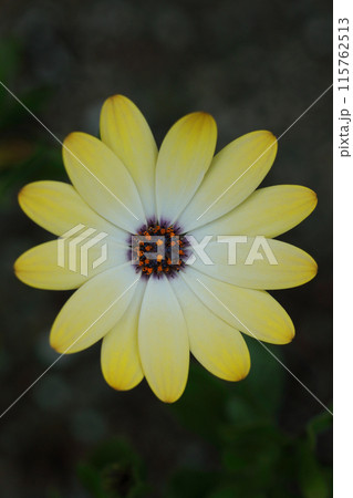 黄色いオステオスペルマム・エクロニスの花 115762513