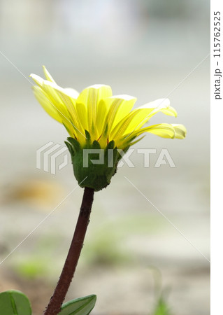 黄色いガザニアの花 115762525