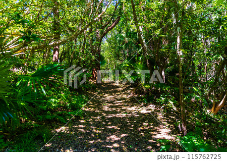 小笠原諸島・父島　三日月山の風景　 115762725