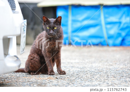 ねこ ねこ 115762743
