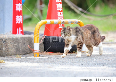 ねこ 115762751