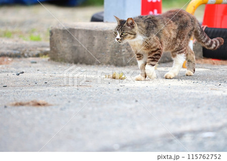 ねこ ねこ 115762752