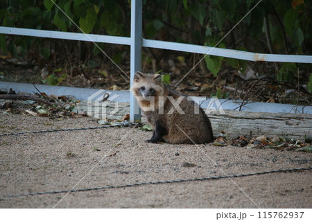 瀬戸内の島のタヌキ 115762937