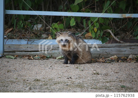 瀬戸内の島のタヌキ 115762938