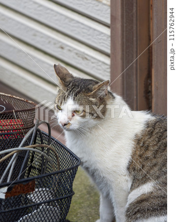 軒先で休む猫 軒先で休む猫 115762944
