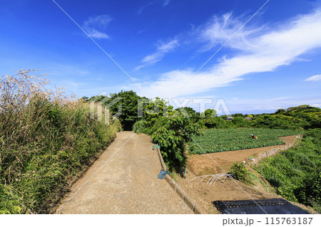 青空と緑の畑のある風景 青空と緑の畑のある風景 115763187