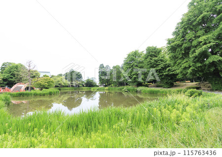 横浜市金沢区称名寺・稱名寺の春 115763436