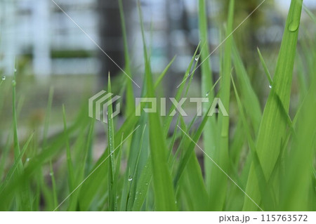朝露に濡れる葉 朝露に濡れる葉 115763572