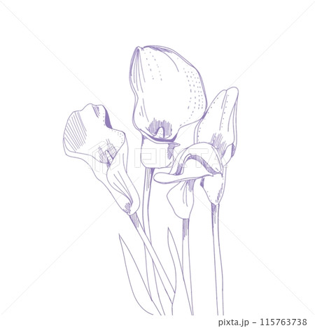 カラーのお花　紫色 115763738
