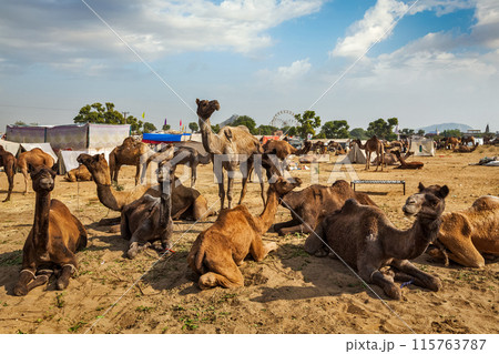 Camels at Pushkar Mela Pushkar Camel Fair , India 115763787