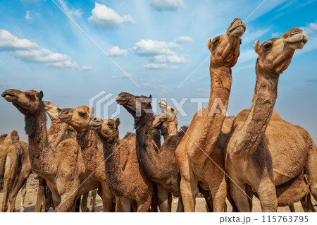 Camels at Pushkar Mela (Pushkar Camel Fair), India Camels at Pushkar Mela (Pushkar Camel Fair), India 115763795