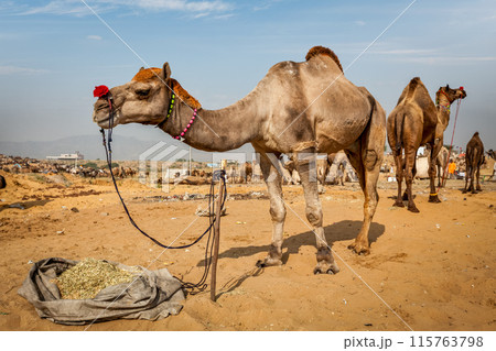 Camels at Pushkar Mela Pushkar Camel Fair , India Camels at Pushkar Mela Pushkar Camel Fair , India 115763798