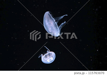 ミズクラゲ 115763870