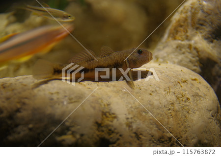 ゴクラクハゼ ゴクラクハゼ 115763872