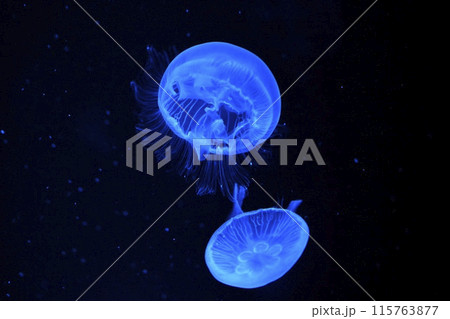 ミズクラゲ 115763877