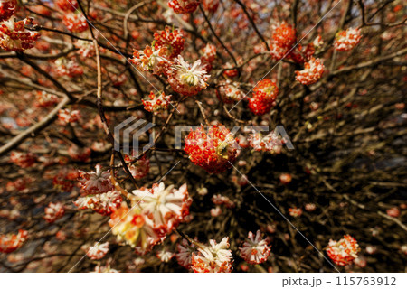 ミツマタ	 115763912