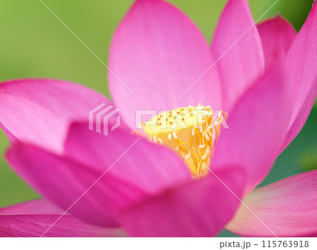 満開のハスの花 115763918