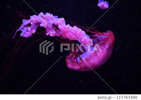 パシフィックシーネットル 115763986